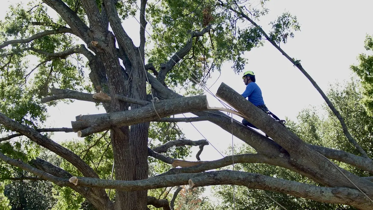 Professional Hazardous Tree Removal performed by certified arborists in Hext